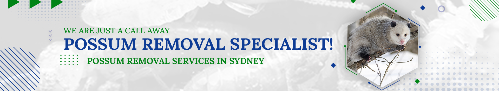 Possum Removal services in Sydney