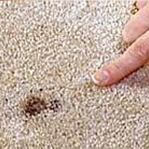 Carpet Hole Repair Services Sydeney