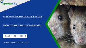 How-to-get-rid-of-possums by upkeepcity.com