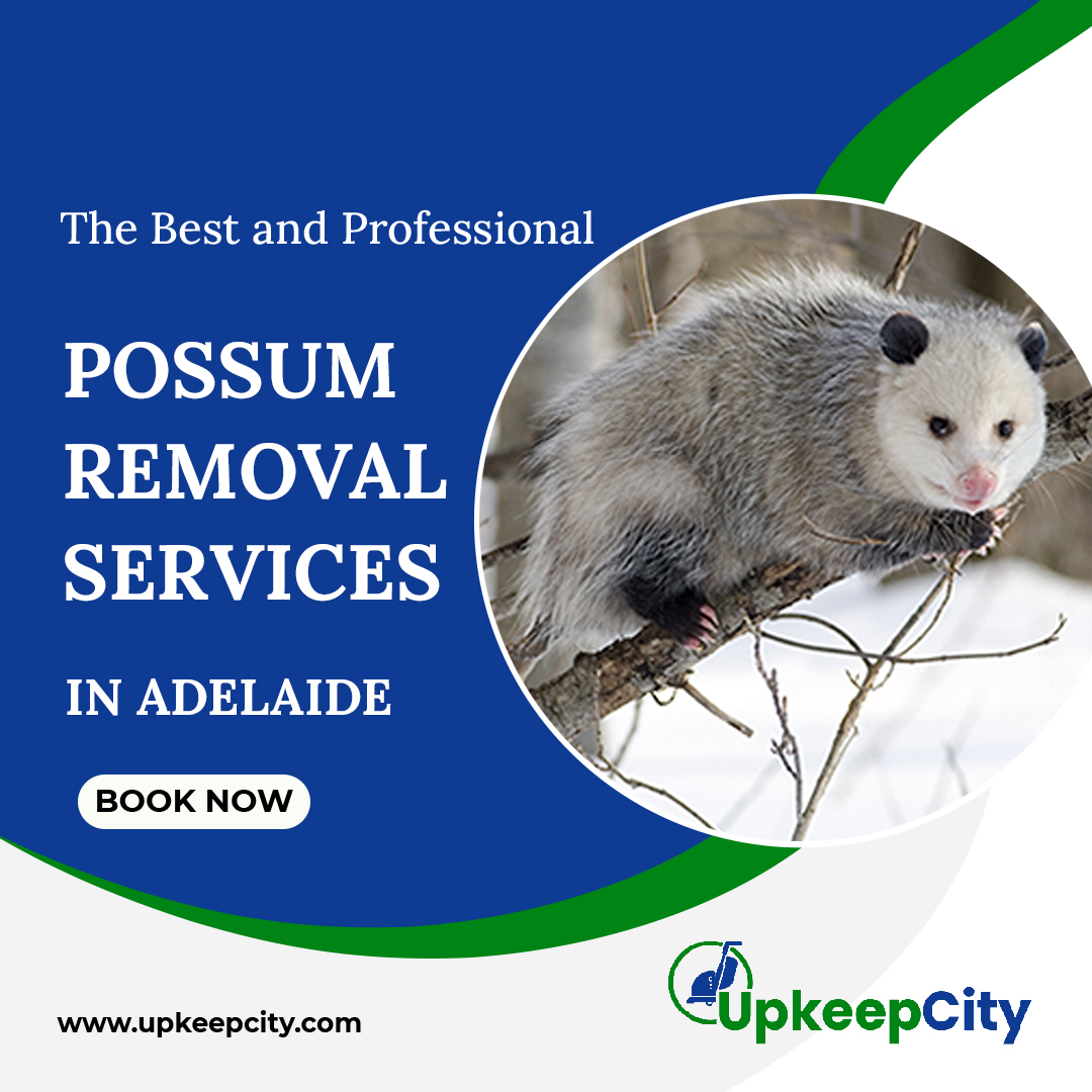 possum removal Adelaide