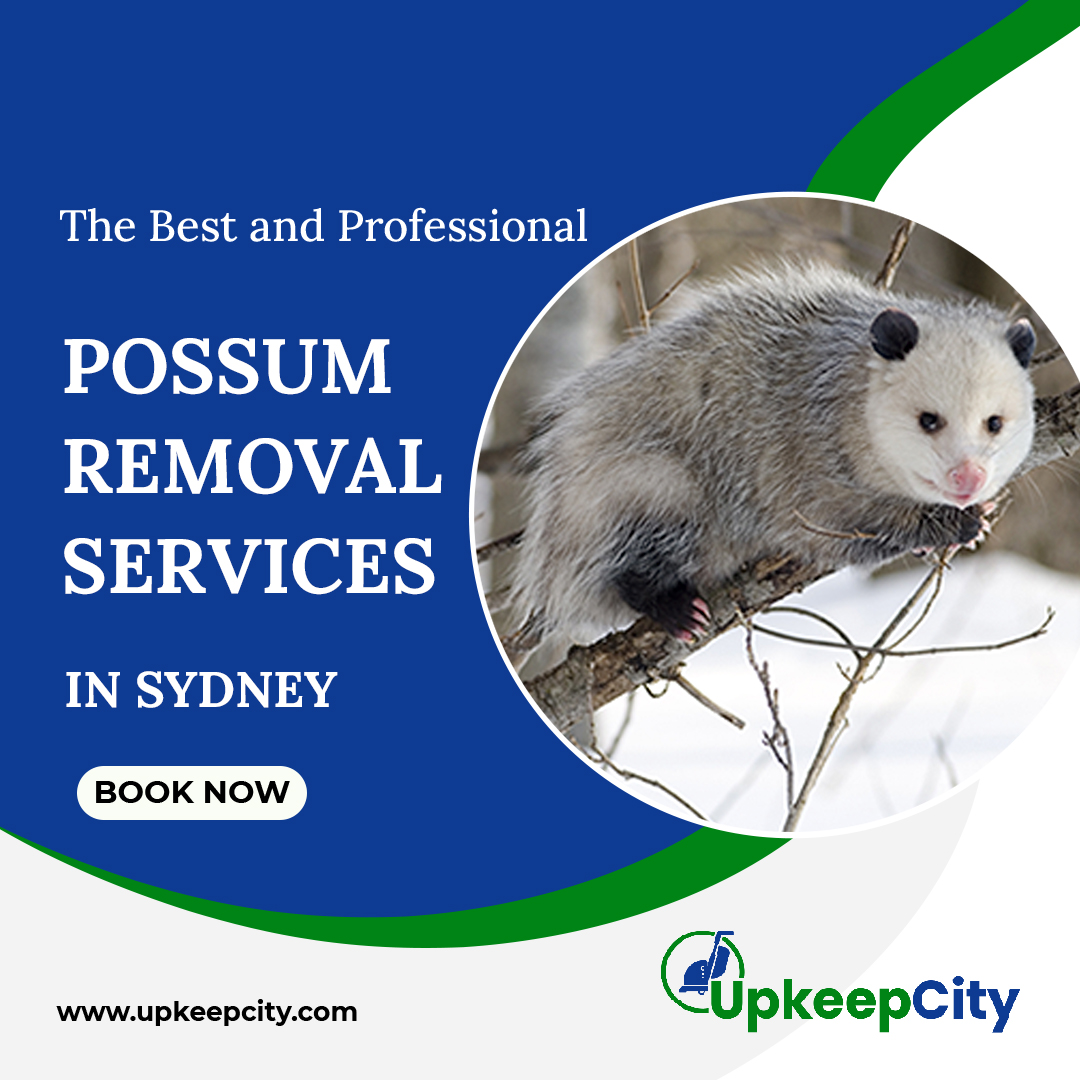 possum removal Sydney
