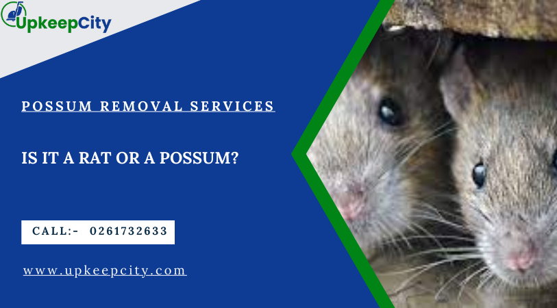 Is It A Rat Or A Possum-melbourne-upkeecity.com