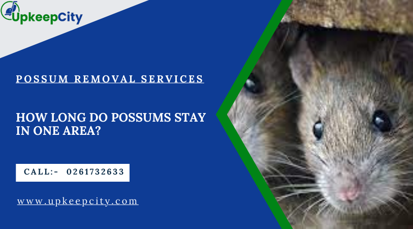 how long do possums stay in one area-upkeepcity.com