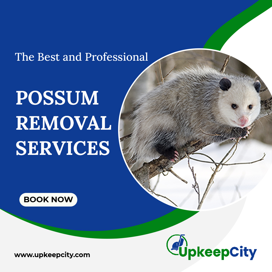 possum removal services
