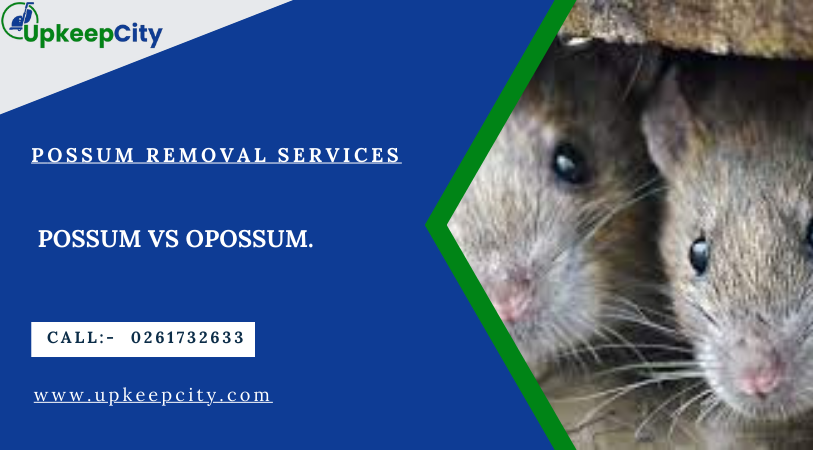 possums Vs opossums