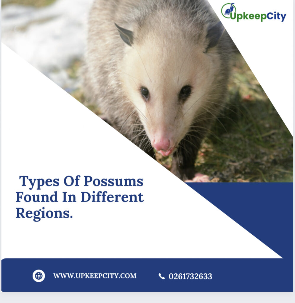 Types Of Possums Found In Different Regions.
