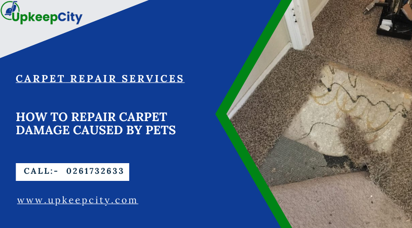 How to Repair Carpet Damage Caused by Pets: A Comprehensive Guide