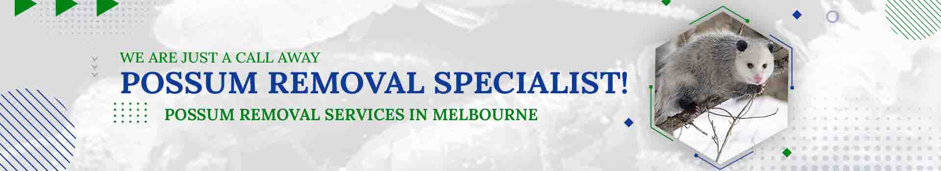 possum removal services in melbourne