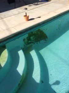pool mould removal sydney