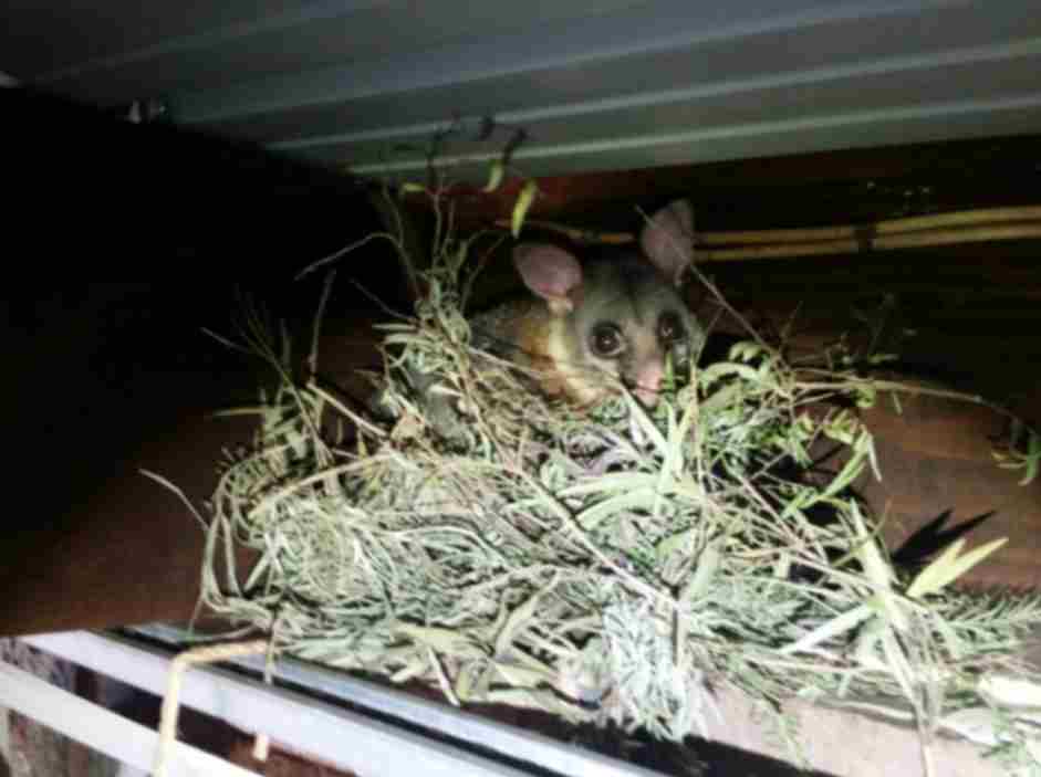 possum nest removal melbourne