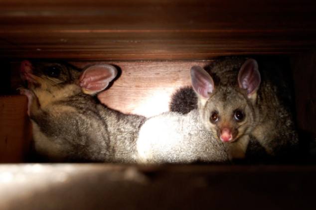 under deck possum removal Melbourne